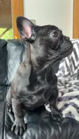 Benson, a male French Bulldog for sale in Reinholds, PA – 4 of 5