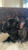 Ruby, a female French Bulldog for sale in Reinholds, PA – 3 of 4