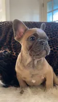 Tyson, a male French Bulldog for sale in Reinholds, PA – 2 of 4