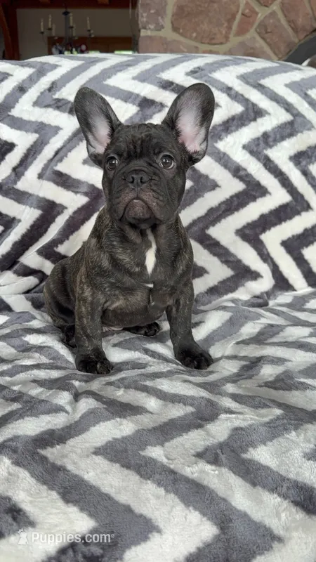 Jackson – French Bulldog puppy for sale in Reinholds, PA