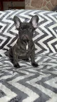 Jackson, a male French Bulldog for sale in Reinholds, PA – 1 of 4