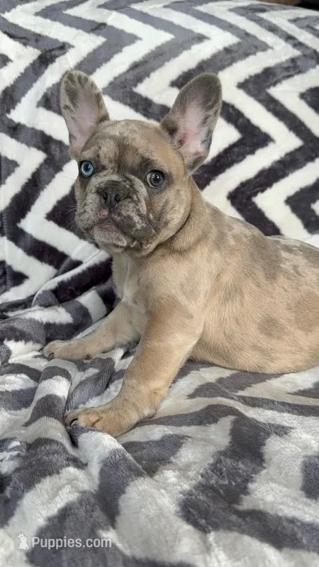 Piper – French Bulldog puppy for sale in Reinholds, PA