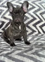 Jackson, a male French Bulldog for sale in Reinholds, PA – 4 of 4