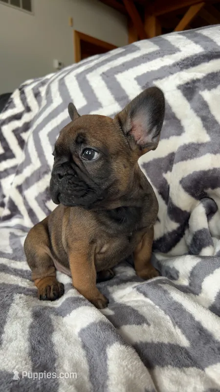 Felix – French Bulldog puppy for sale in Reinholds, PA