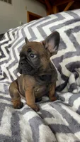 Felix, a male French Bulldog for sale in Reinholds, PA – 1 of 4