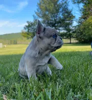 Piper, a female French Bulldog for sale in Reinholds, PA – 5 of 5