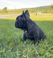 Jackson, a male French Bulldog for sale in Reinholds, PA – 5 of 5