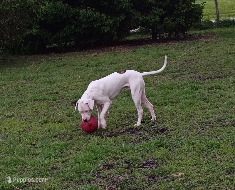 Trident  – Dogo Argentino puppy for sale in Springfield, IL