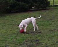 Trident , a male Dogo Argentino for sale in Springfield, IL – 1 of 2