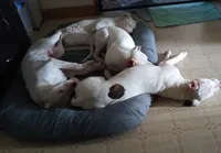 Trident , a male Dogo Argentino for sale in Springfield, IL – 2 of 2