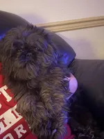Oscar , a male Shih Tzu for sale in Honey Brook, PA – 5 of 5
