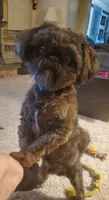 Oscar , a male Shih Tzu for sale in Honey Brook, PA – 2 of 5