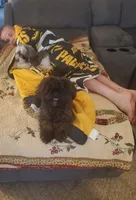 Oscar , a male Shih Tzu for sale in Honey Brook, PA – 3 of 5