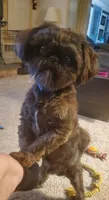 Oscar , a male Shih Tzu for sale in Honey Brook, PA – 1 of 5