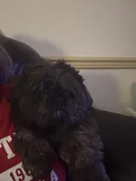 Oscar , a male Shih Tzu for sale in Honey Brook, PA – 4 of 5