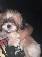 Sadie, a female Shih Tzu for sale in Honey Brook, PA – 3 of 5