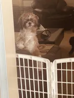 Sadie, a female Shih Tzu for sale in Honey Brook, PA – 4 of 5