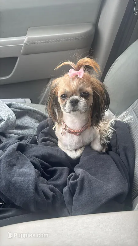 Sadie – Shih Tzu puppy for sale in Honey Brook, PA