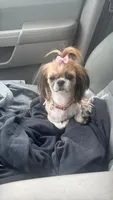 Sadie, a female Shih Tzu for sale in Honey Brook, PA – 1 of 5