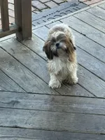 Sadie, a female Shih Tzu for sale in Honey Brook, PA – 5 of 5