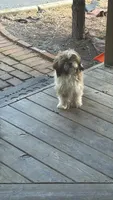 Sadie, a female Shih Tzu for sale in Honey Brook, PA – 2 of 5