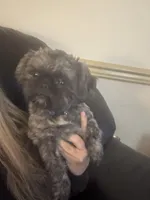 Milo, a male Shih Tzu for sale in Honey Brook, PA – 1 of 4