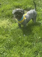 Milo, a male Shih Tzu for sale in Honey Brook, PA – 3 of 4