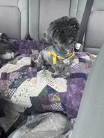 Milo, a male Shih Tzu for sale in Honey Brook, PA – 4 of 4