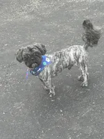 Milo, a male Shih Tzu for sale in Honey Brook, PA – 2 of 4