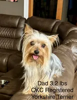 Little Leo, a male Yorkshire Terrier for sale in Bakersfield, CA – 7 of 9