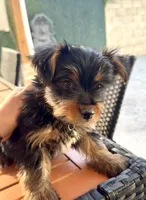Charlie, a male Yorkshire Terrier for sale in Bakersfield, CA – 3 of 10