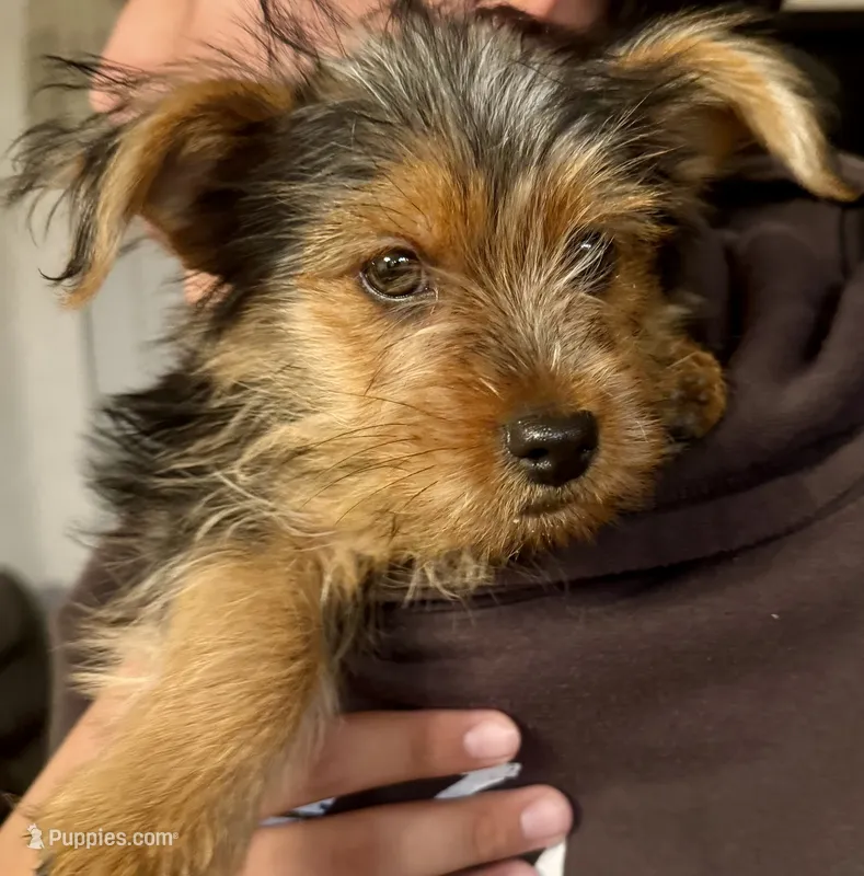 Rocky – Yorkshire Terrier puppy for sale in Bakersfield, CA