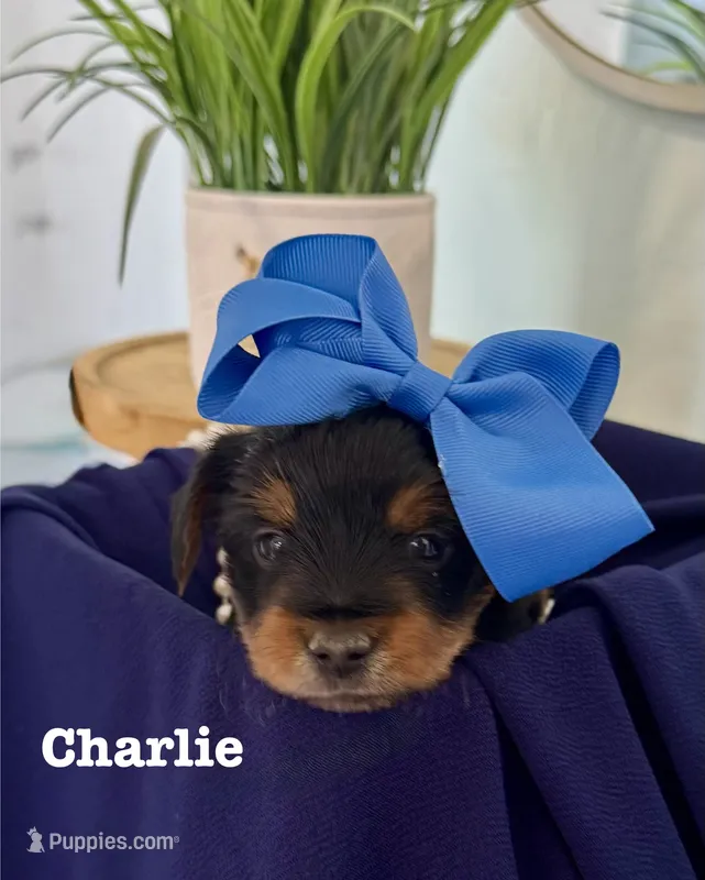 Charlie – Yorkshire Terrier puppy for sale in Bakersfield, CA