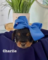 Charlie, a male Yorkshire Terrier for sale in Bakersfield, CA – 1 of 10