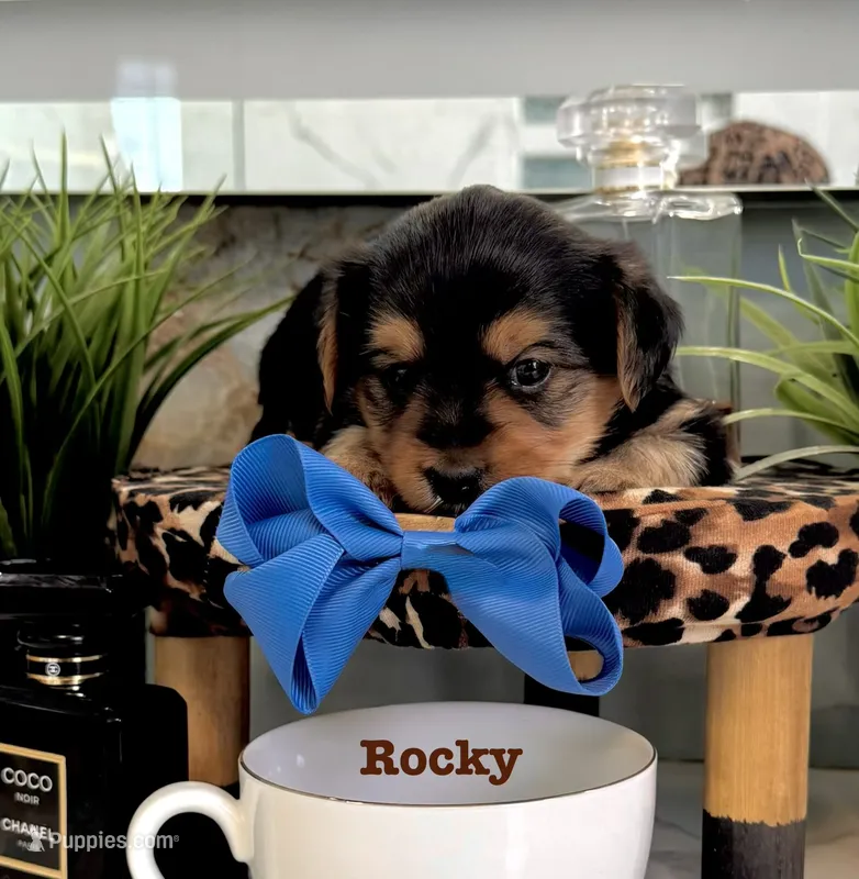Rocky – Yorkshire Terrier puppy for sale in Bakersfield, CA