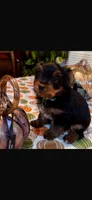 Charlie, a male Yorkshire Terrier for sale in Bakersfield, CA – 7 of 10