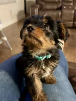 Charlie, a male Yorkshire Terrier for sale in Bakersfield, CA – 4 of 10