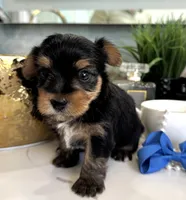 Pebble, a male Yorkshire Terrier for sale in Bakersfield, CA – 5 of 10