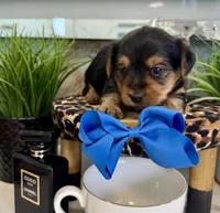 Rocky, a male Yorkshire Terrier for sale in Bakersfield, CA – 3 of 10