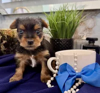 Little Leo, a male Yorkshire Terrier for sale in Bakersfield, CA – 2 of 9