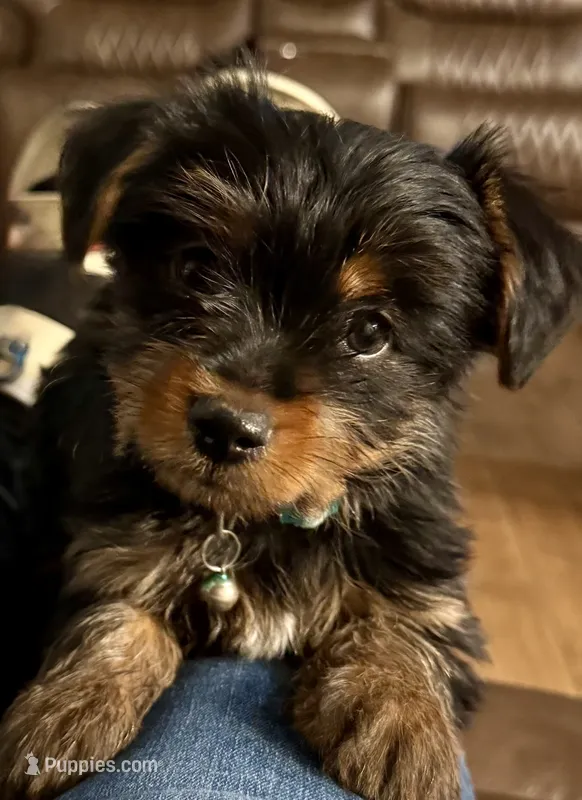 Charlie – Yorkshire Terrier puppy for sale in Bakersfield, CA