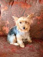Charlie, a male Yorkshire Terrier for sale in Bakersfield, CA – 9 of 10