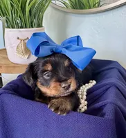 Charlie, a male Yorkshire Terrier for sale in Bakersfield, CA – 5 of 10
