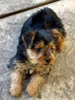 Rocky, a male Yorkshire Terrier for sale in Bakersfield, CA – 5 of 9