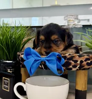 Rocky, a male Yorkshire Terrier for sale in Bakersfield, CA – 2 of 10