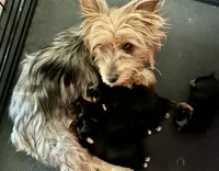 Charlie, a male Yorkshire Terrier for sale in Bakersfield, CA – 10 of 10