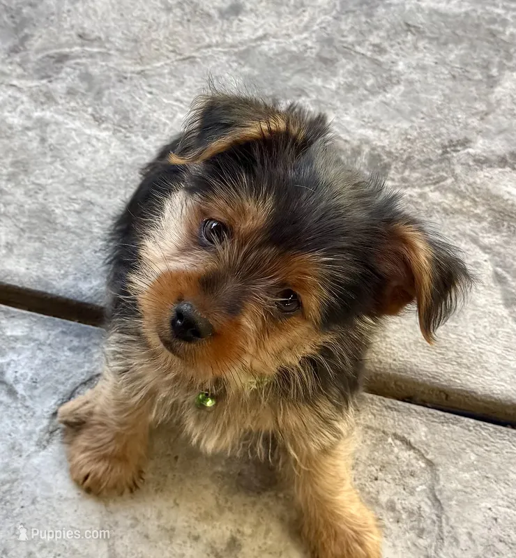 Rocky – Yorkshire Terrier puppy for sale in Bakersfield, CA