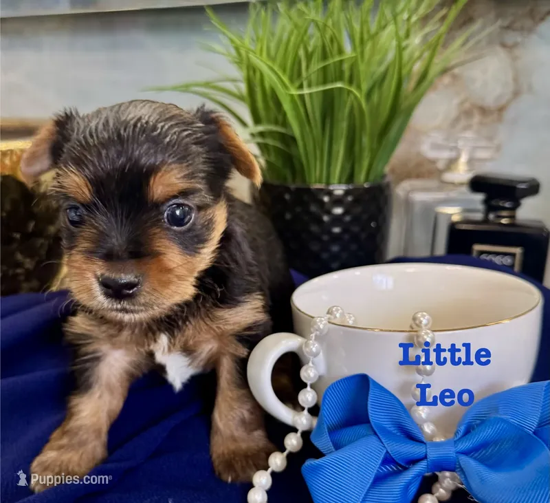 Little Leo – Yorkshire Terrier puppy for sale in Bakersfield, CA