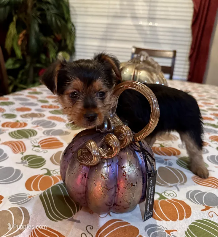 Rocky – Yorkshire Terrier puppy for sale in Bakersfield, CA