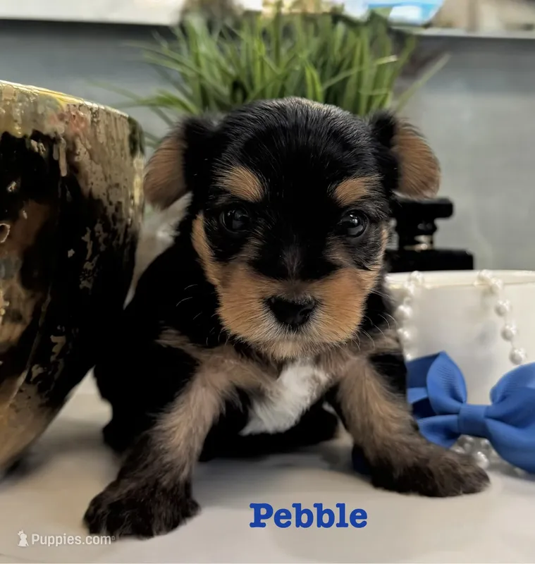 Pebble – Yorkshire Terrier puppy for sale in Bakersfield, CA